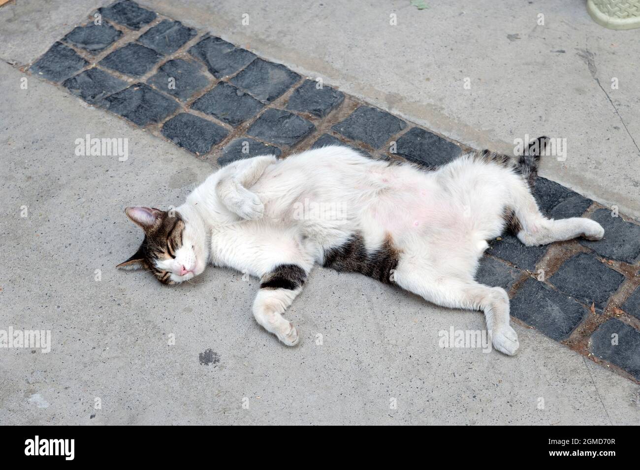Stray cat, mother cat, playful cat, playful cat, cat lying on its back Stock Photo