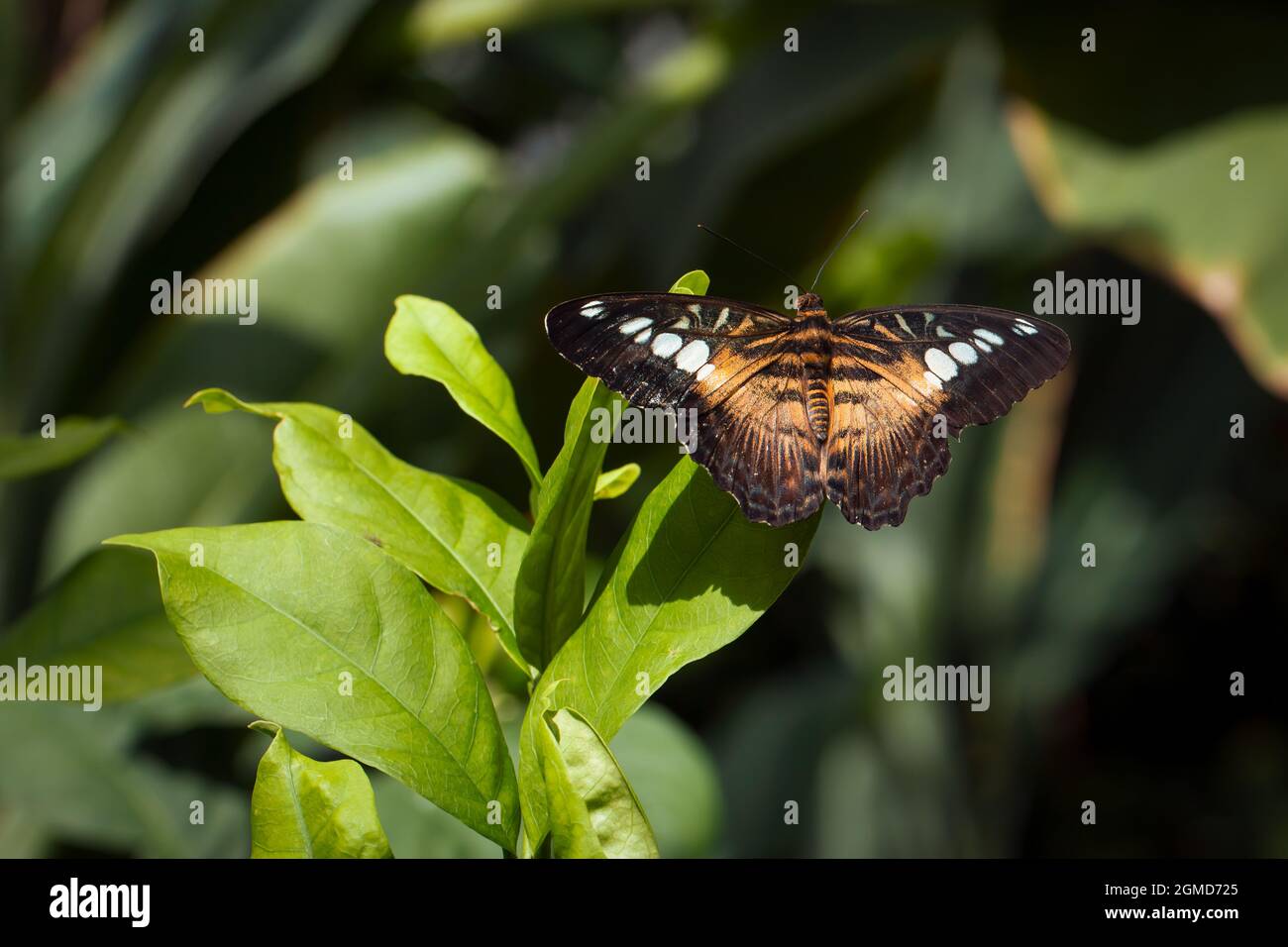 Beautiful brown butterfly called Parthenos sylvia |  Clipper from Nymphalidae family standing on green leaves  in Konya tropical butterfly garden Stock Photo