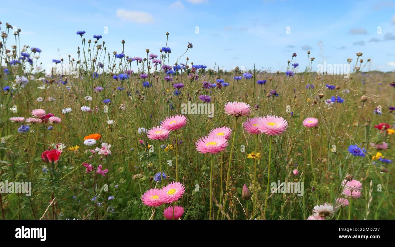 summer meadow with colorful flowers and a blue sky Stock Photo