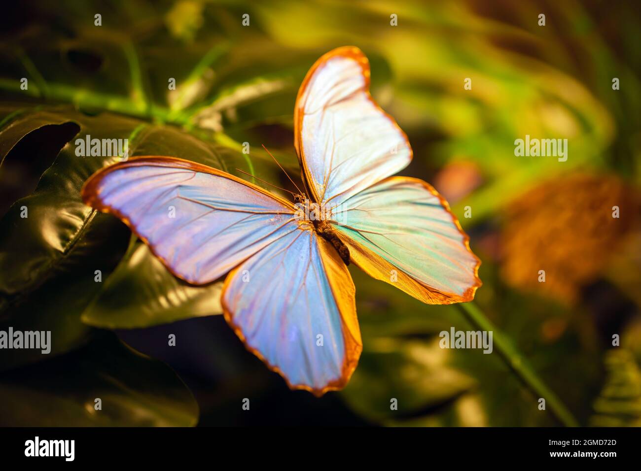 Beautiful butterfly called Morpho menelaus  |  Menelaus blue morpho from Nymphalidae family standing on green leaves in showcase. Stock Photo