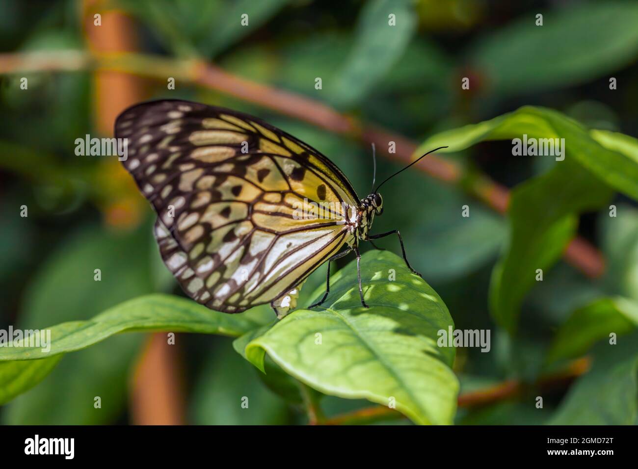 Beautiful tropıical butterfly called Large Tree Nymph | Paper Kite | Idea leuconoe standing on green leaves in Konya tropical butterfly garden Stock Photo