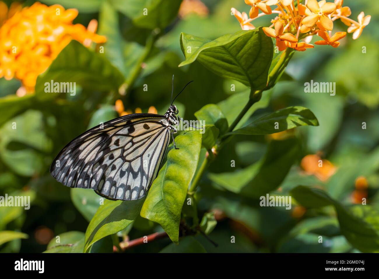 Beautiful tropıical butterfly called Large Tree Nymph | Paper Kite | Idea leuconoe standing on green leaves of flowers in Konya tropical butterfly gar Stock Photo