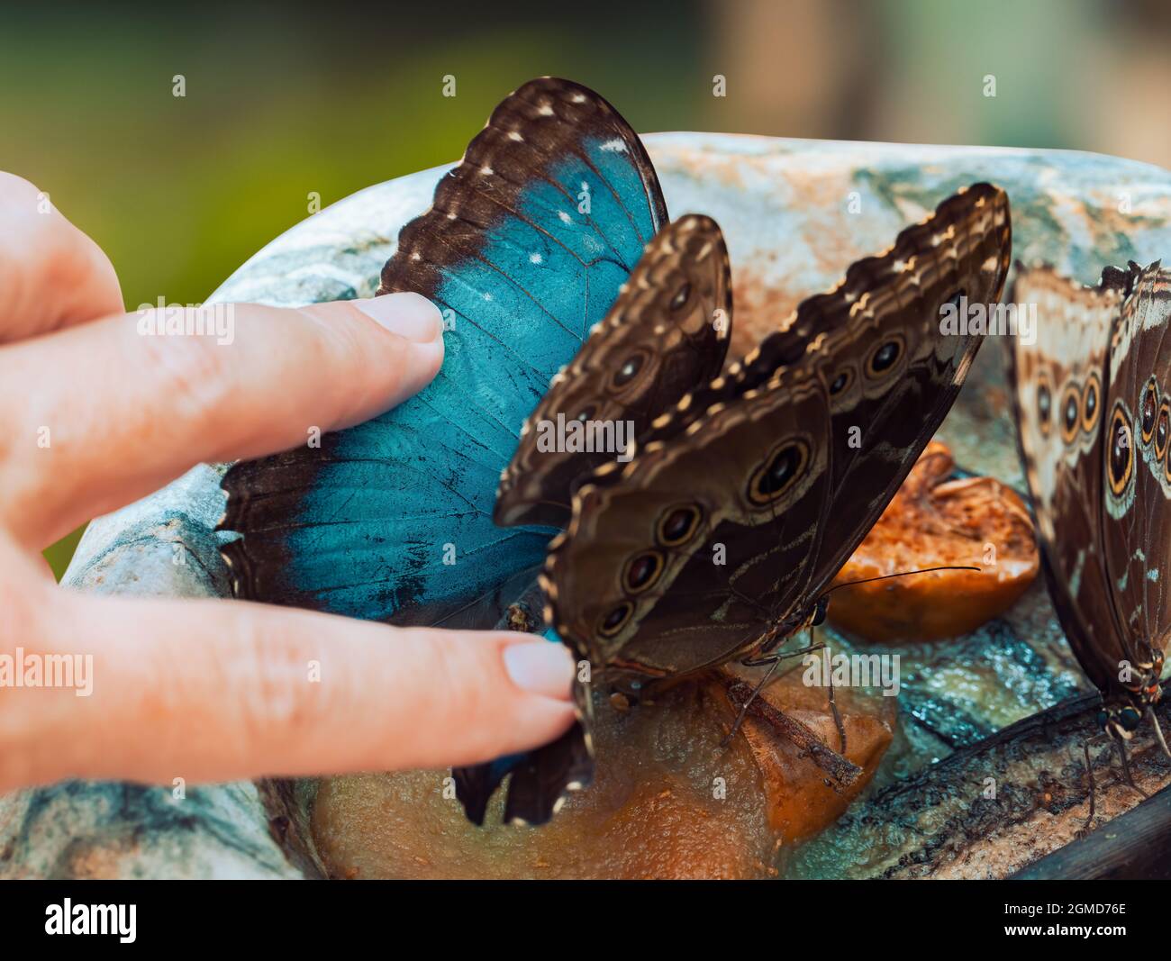 Hand touching to the wings of beautiful Morpho Peleides butterfly
