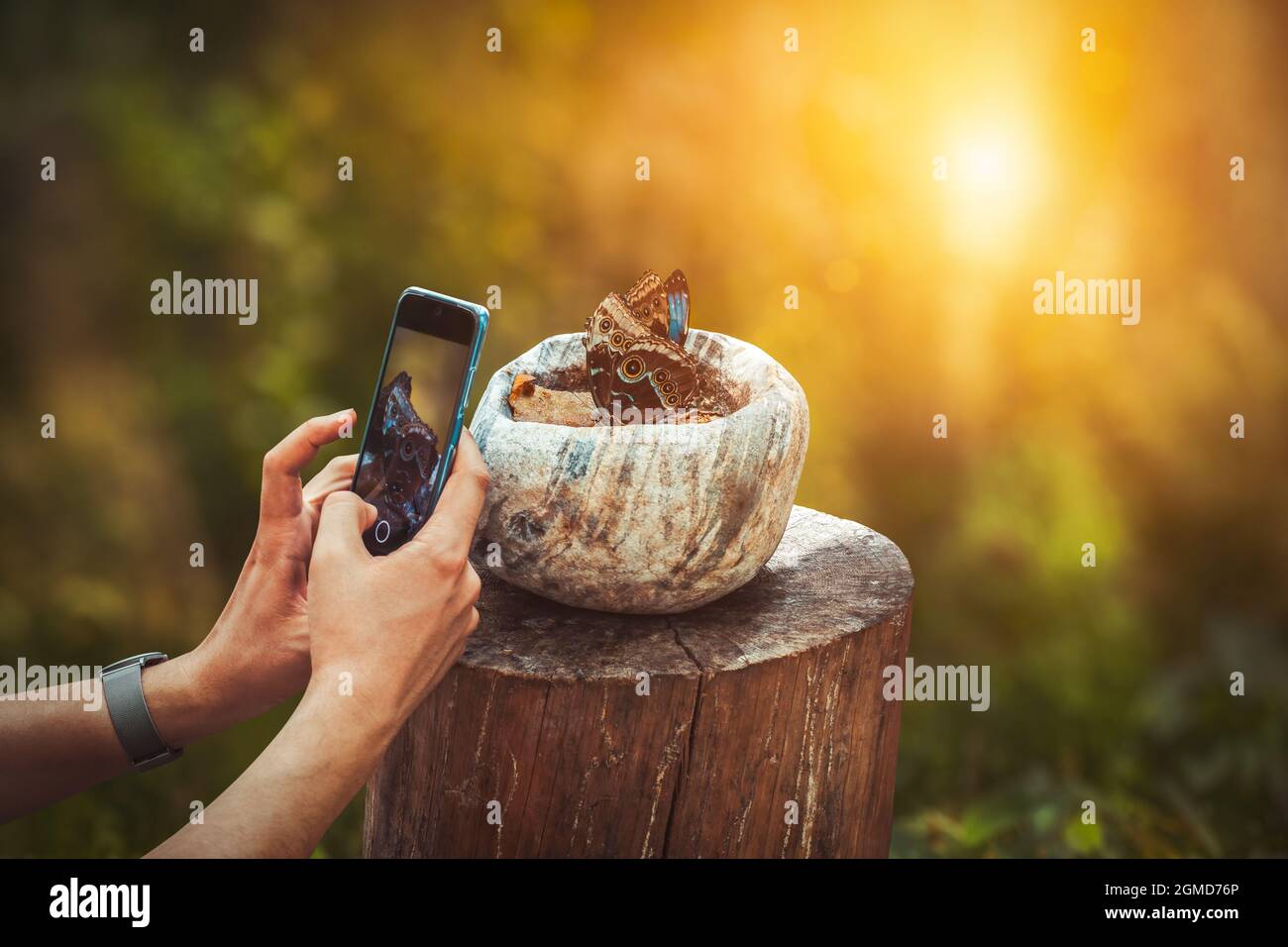 Man taking photo of two Morpho Peleides butterfly eating nectar of rotten fruits inside a stone mortar on a stump in garden. Stock Photo