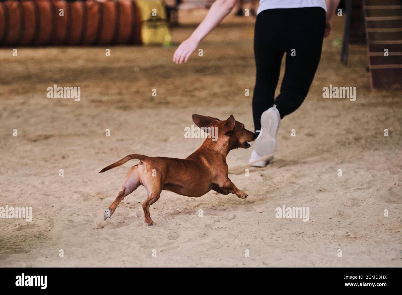 Agility competitions, sports with dog. Rabbit smooth haired dachshund of red color runs with its owner at competitions. The future winner and champion Stock Photo