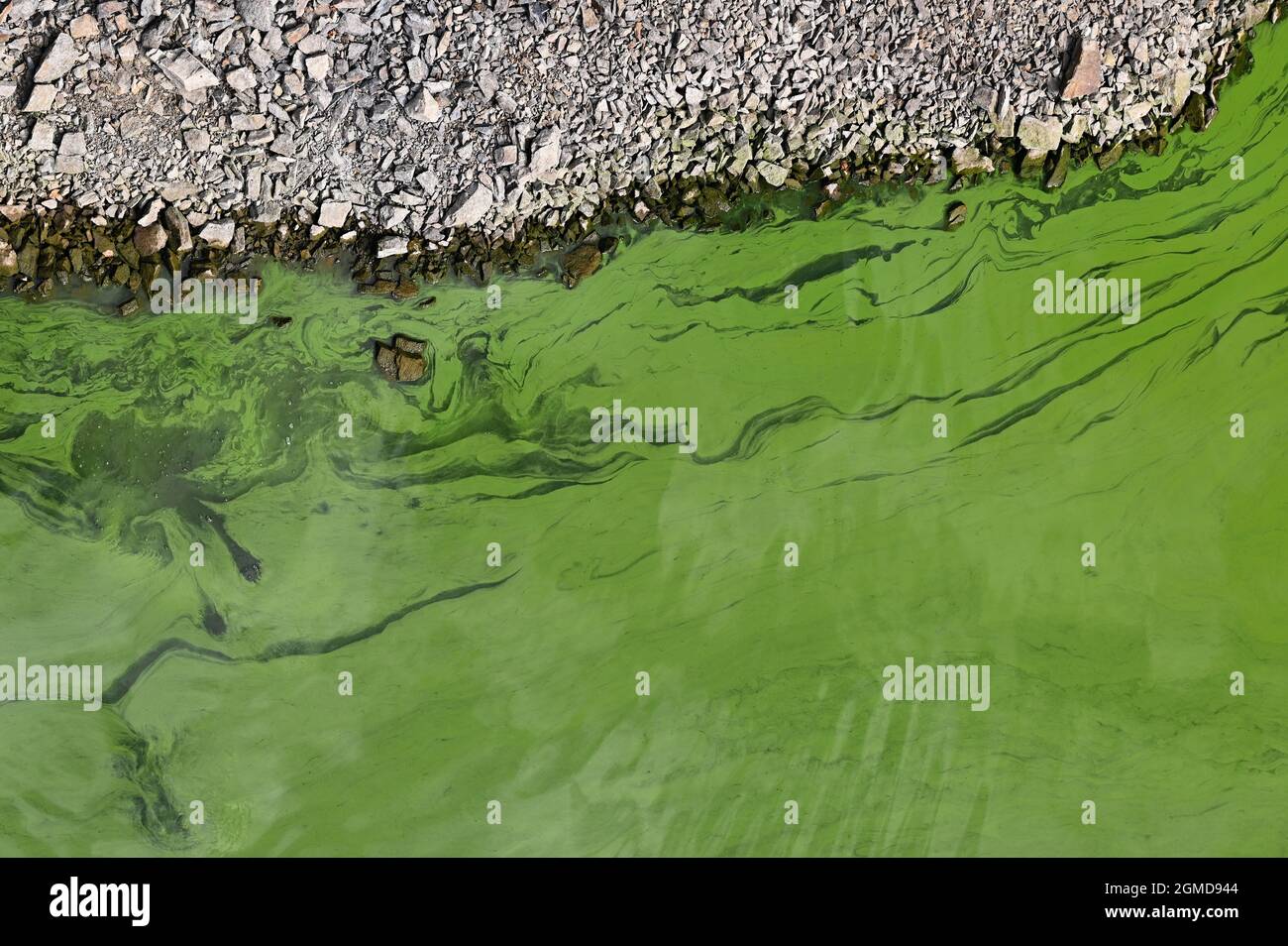 Cyanobacteria in the water. Dirty green water in a pond / dam in summer