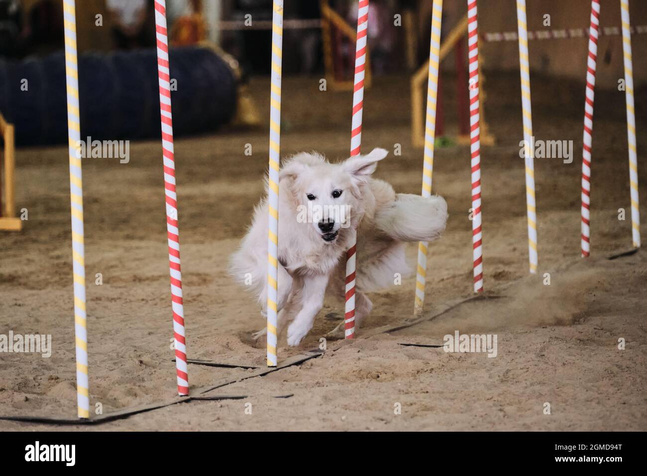 Agility competitions, sports with dog. Future winner and champion