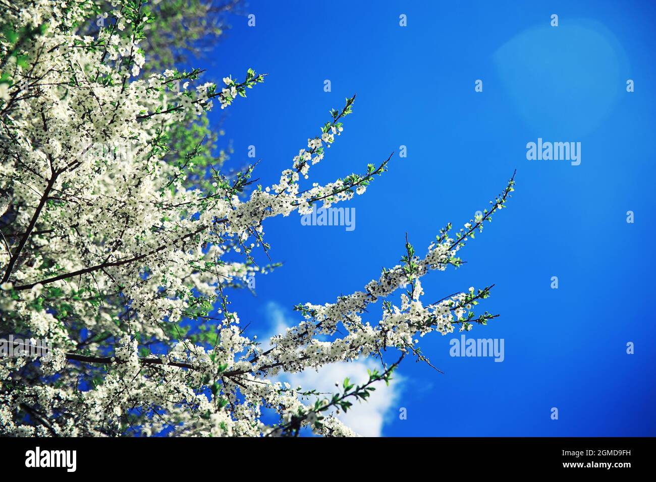 Bright spring greens at dawn in the forest. Nature comes to life in