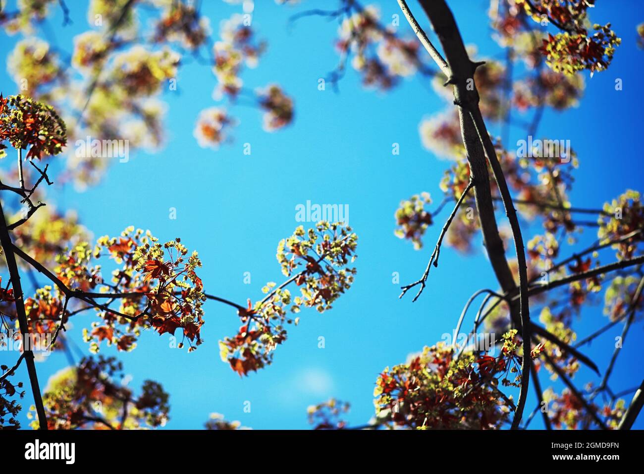 Bright spring greens at dawn in the forest. Nature comes to life in