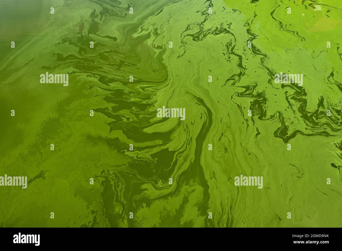 Cyanobacteria in the water. Dirty green water in a pond / dam in summer