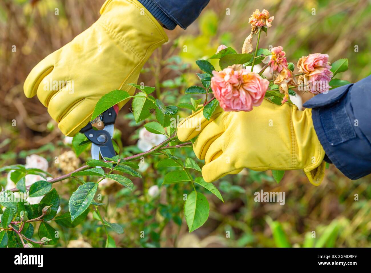 Pruning rose bushes in the fall. The pruner in the hands of the