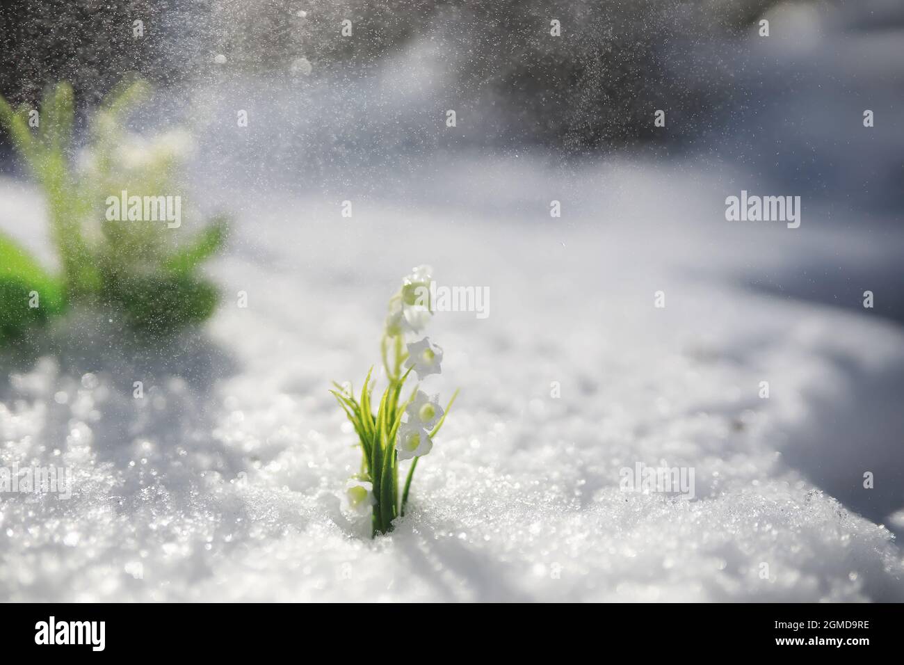The first spring flower. Snowdrop in the forest. Spring sunny day in ...