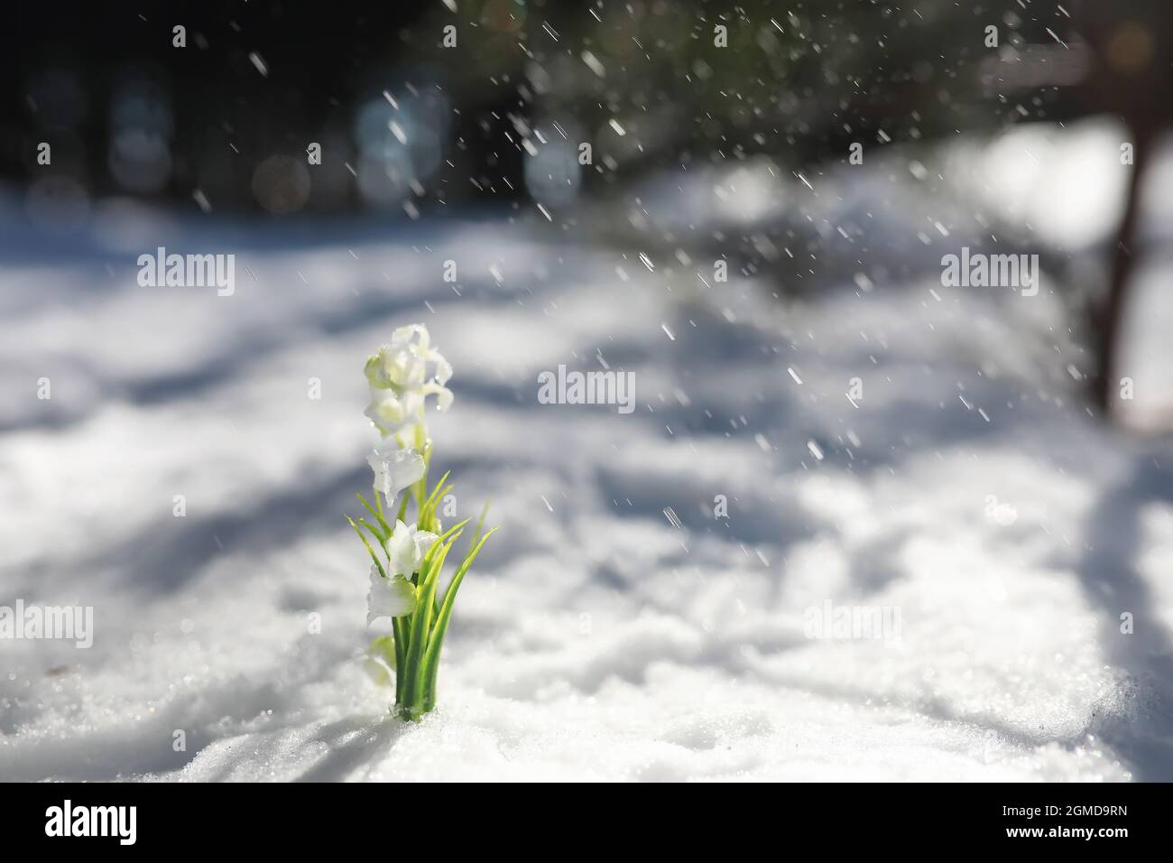 The first spring flower. Snowdrop in the forest. Spring sunny day in ...