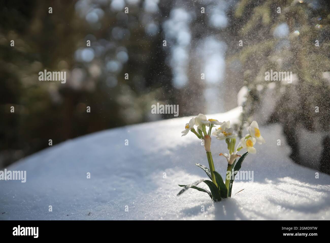 The first spring flower. Snowdrop in the forest. Spring sunny day in ...