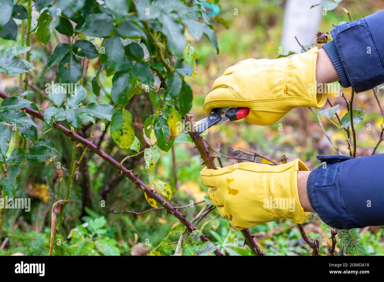 Pruning rose bushes in the fall. Garden work. The pruner in the hands