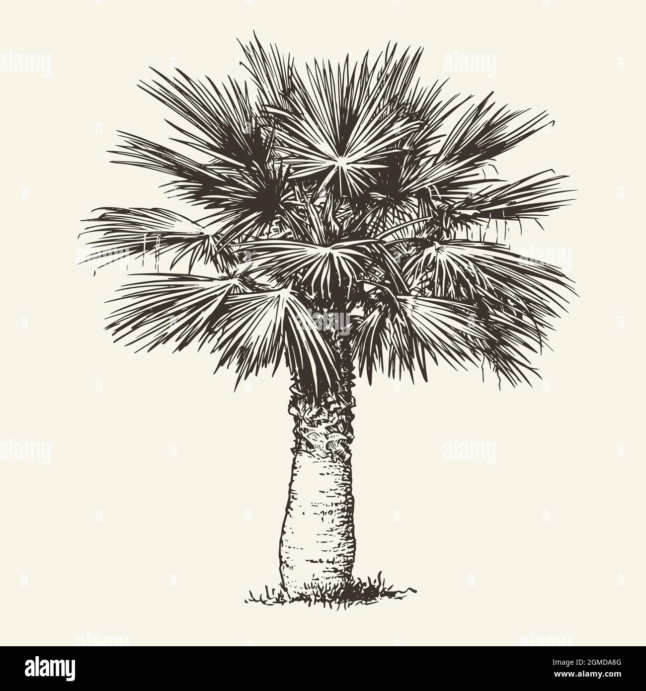 Palm tree, realistic drawing. Hand drawn sketch vector illustration Stock Vector