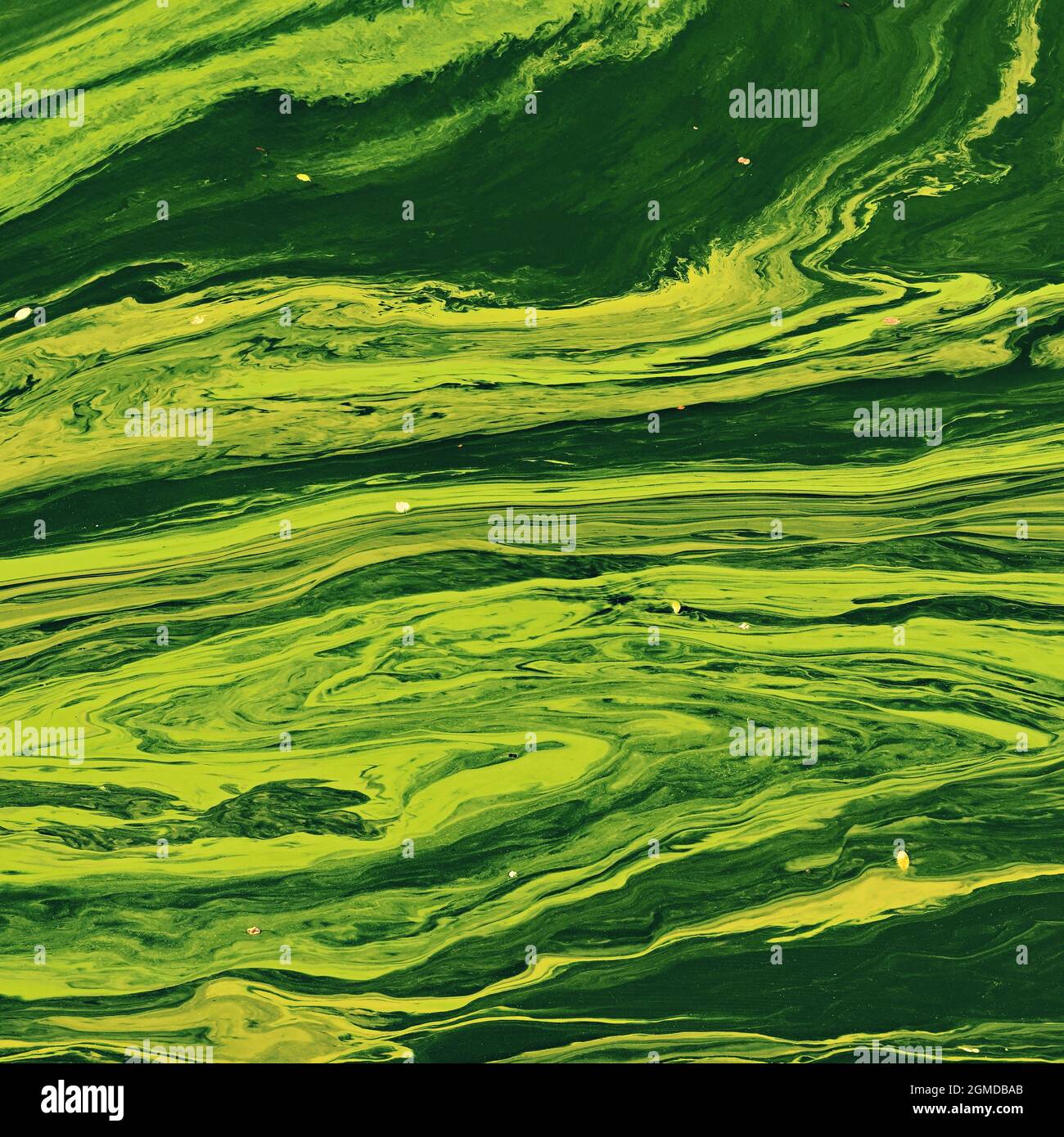 Cyanobacteria in the water. Dirty green water in a pond / dam in summer