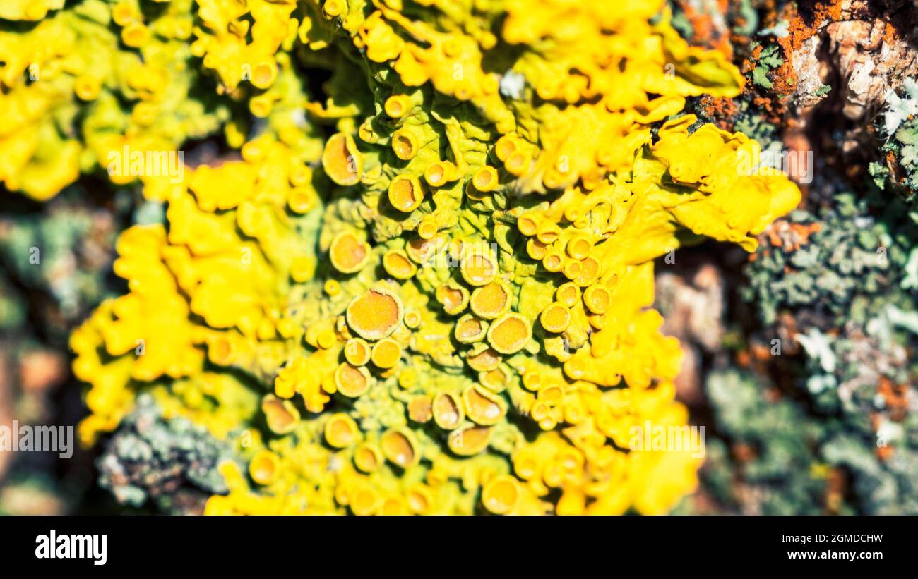 Bright yellow lichen Xanthoria parietina on a tree bark, close-up Stock Photo