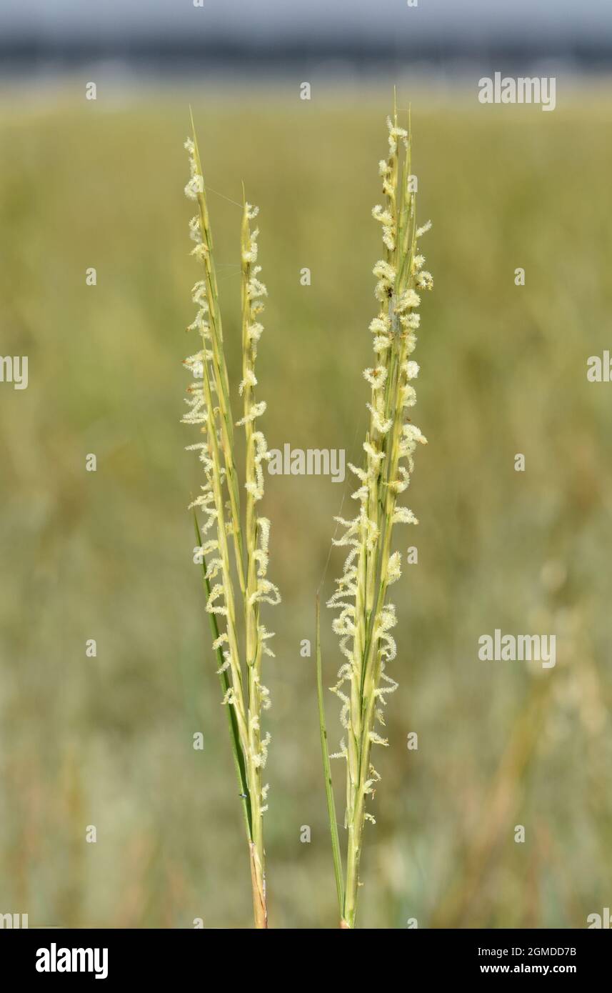 Smooth Cordgrass Spartina alterniflora Stock Photo Alamy