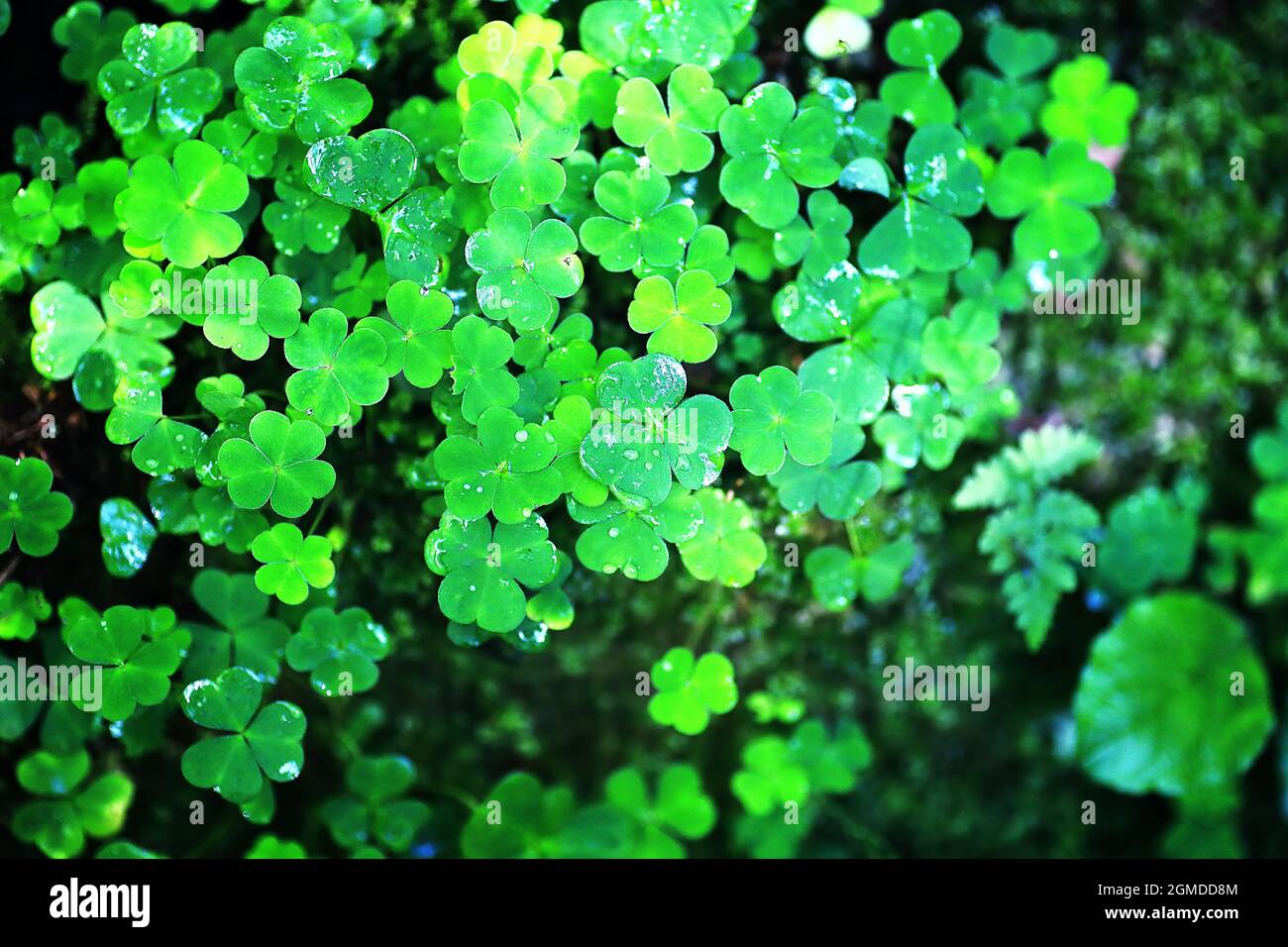 Background From Plant Clover Four Leaf Irish Traditional Symbol St Patrick Day Stock Photo Alamy