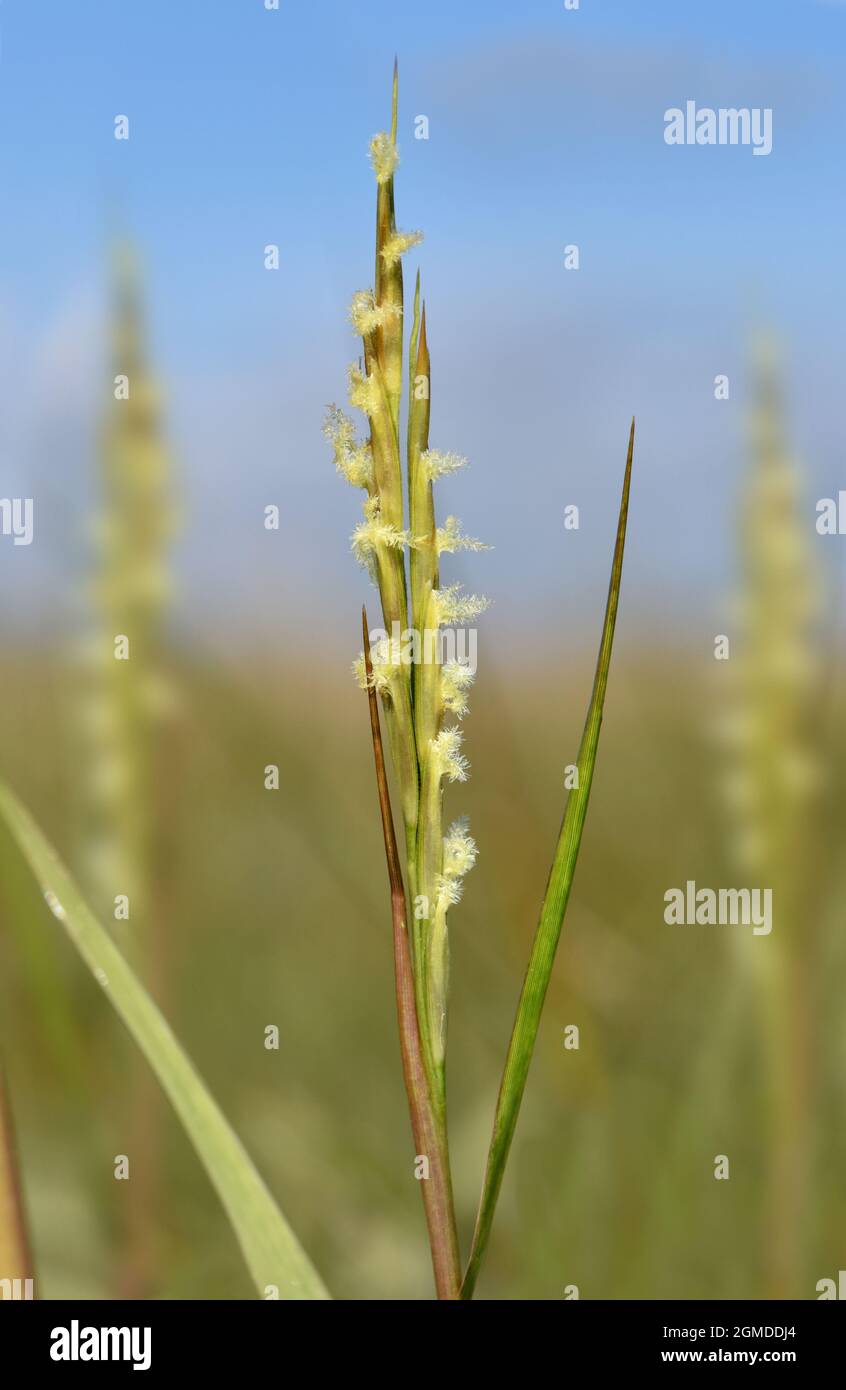 Common Cordgrass Spartina anglica Stock Photo Alamy