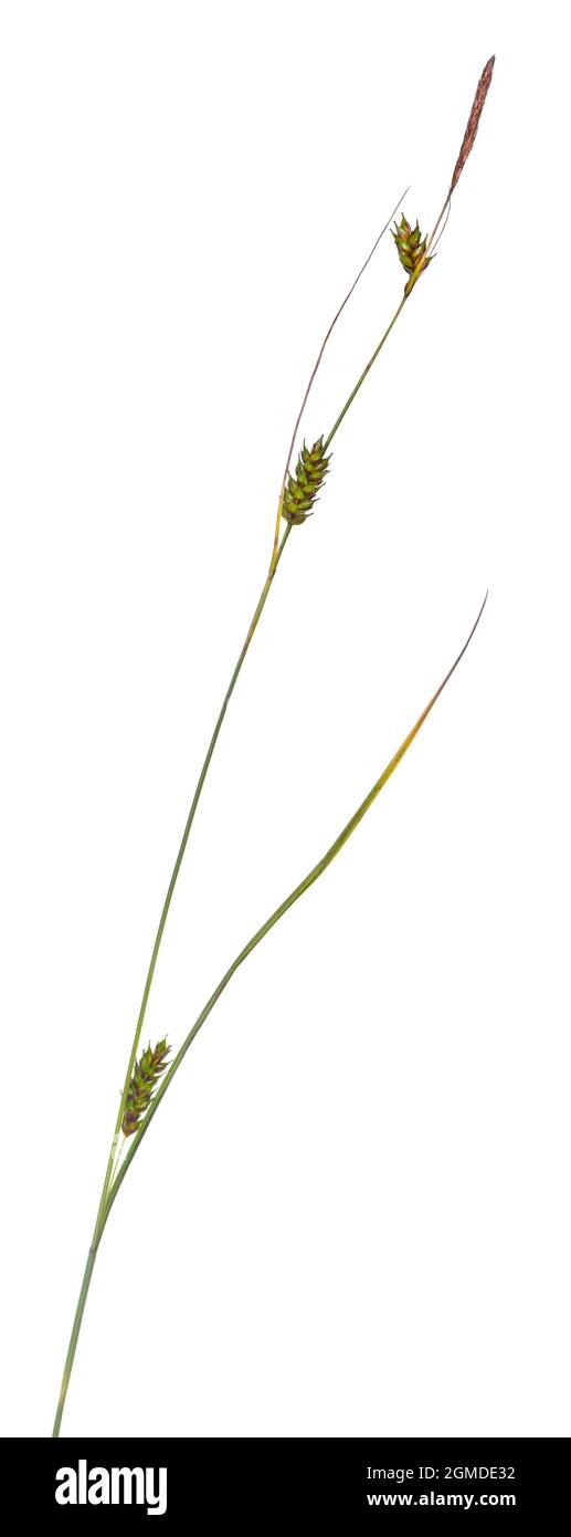 Distant Sedge - Carex distans Stock Photo
