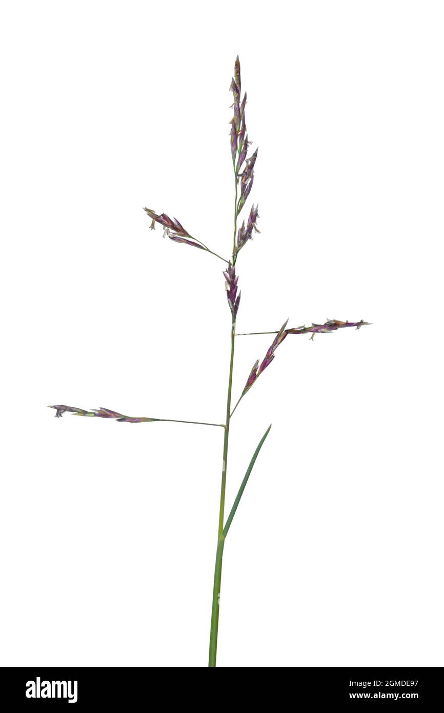 Reflexed Saltmarsh Grass - Puccinellia distans Stock Photo