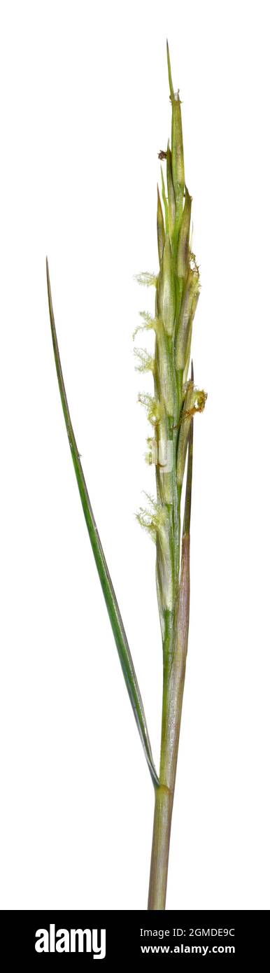 Common Cord-grass - Spartina anglica Stock Photo