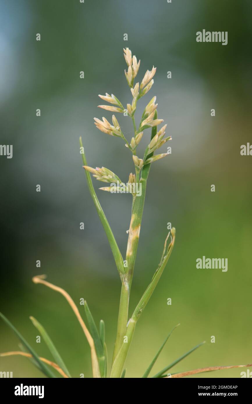 Stiff Saltmarsh Grass - Puccinellia rupestris Stock Photo
