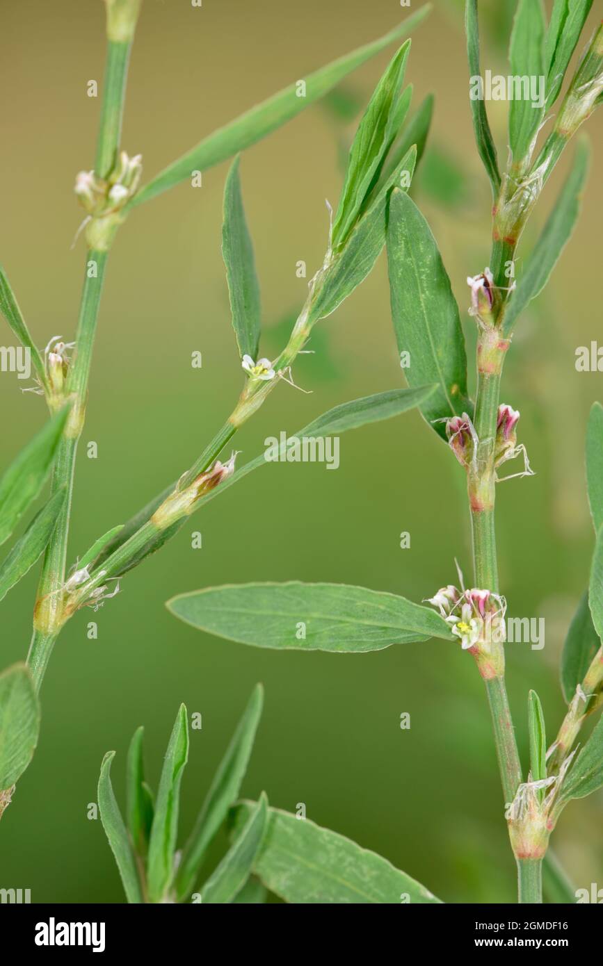 Knotgrass - Polygonum aviculare Stock Photo