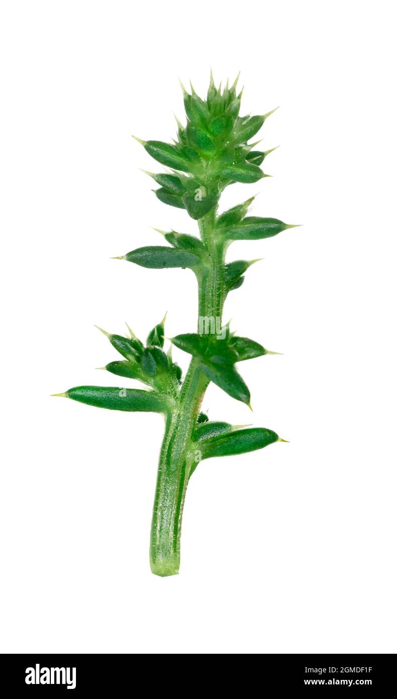 Prickly Saltwort - Salsola kali Stock Photo