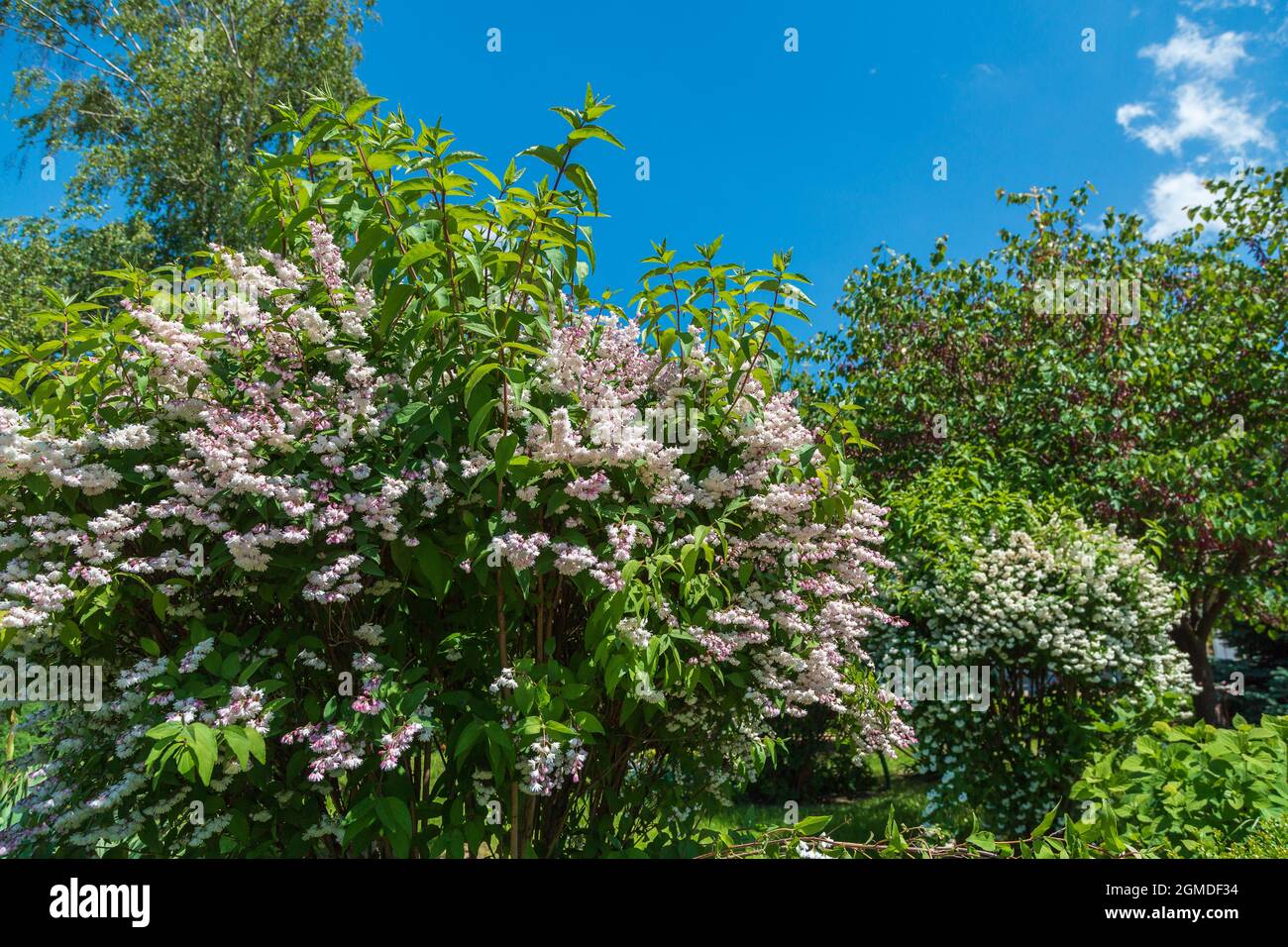 Shrub with beautiful white and pink full flowers - Deutzia scabra flowering in spring Stock Photo
