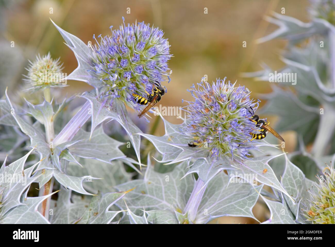 Sea-holly - Eryngium maritimum with Bee-wolf Philanthus triangulum Stock Photo