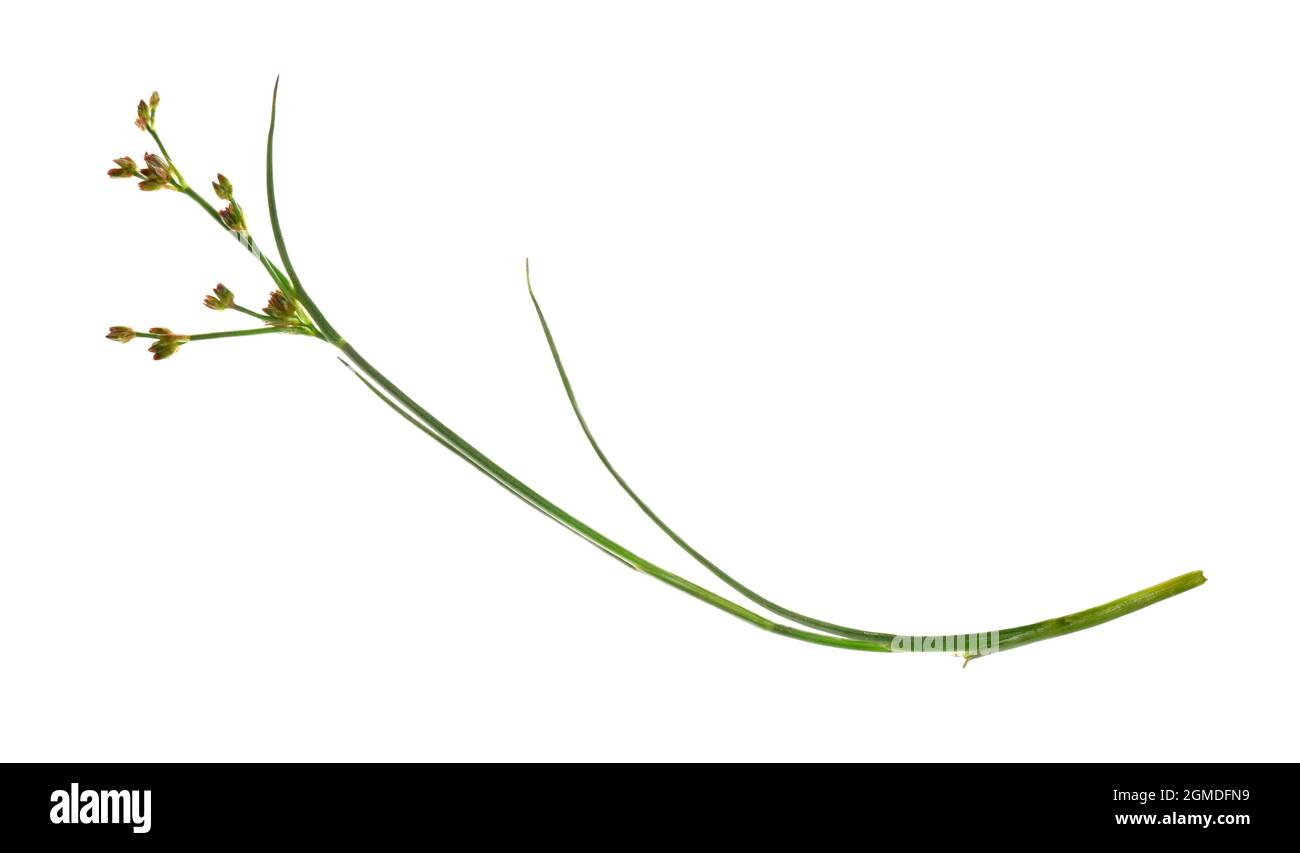 Jointed Rush Juncus articulatus Stock Photo Alamy