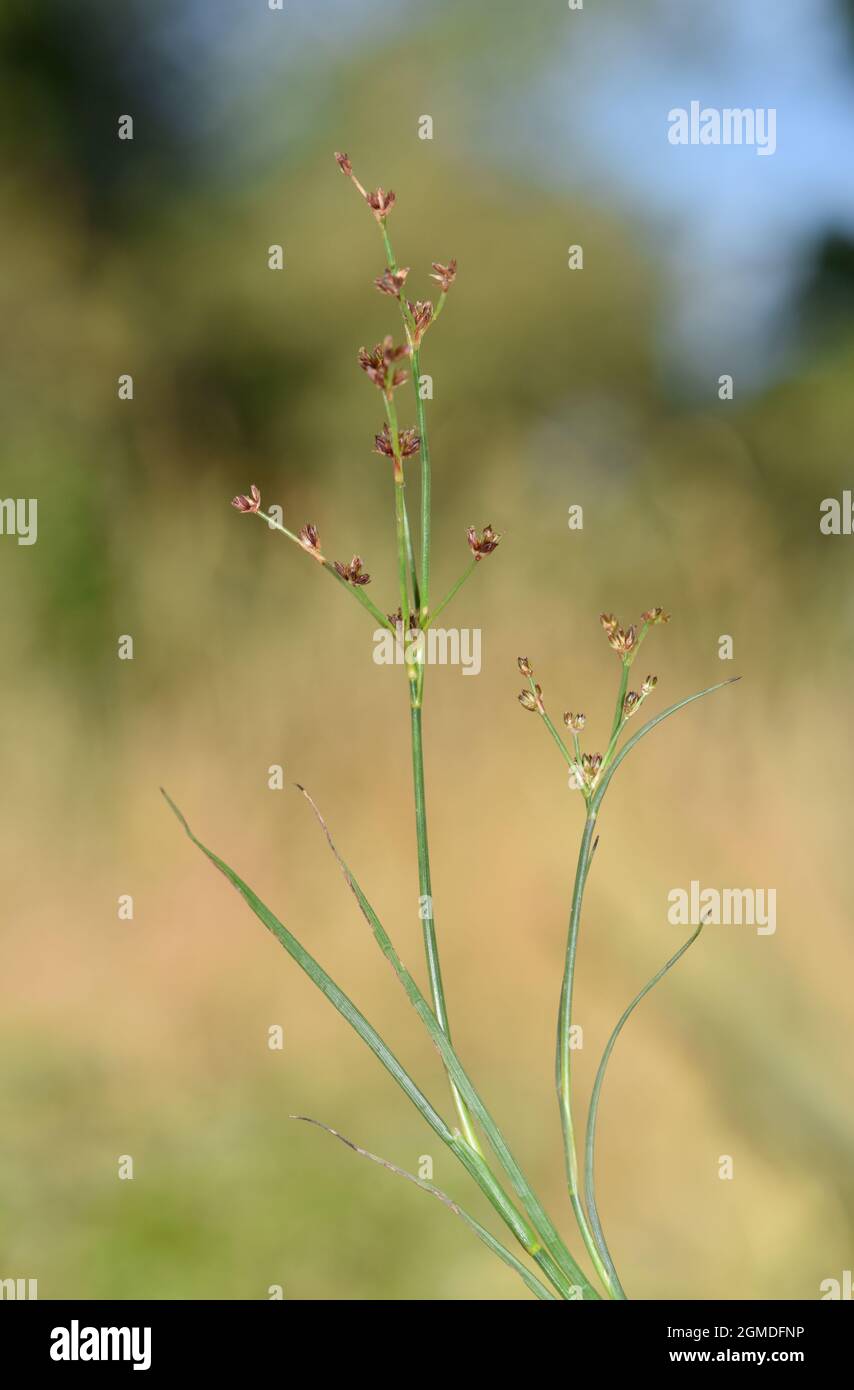 Jointed Rush Juncus articulatus Stock Photo Alamy