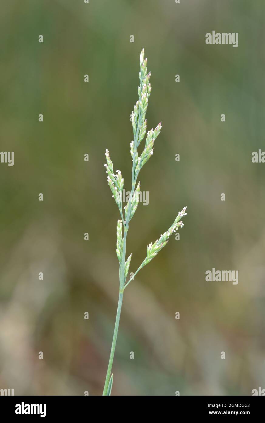 Borrer's Saltmarsh-grass - Puccinellia fasciculata Stock Photo