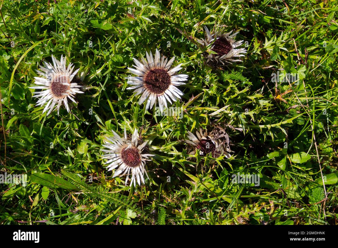 Close up of a silver thistle, also called Carlina acaulis or Silberdistel Stock Photo