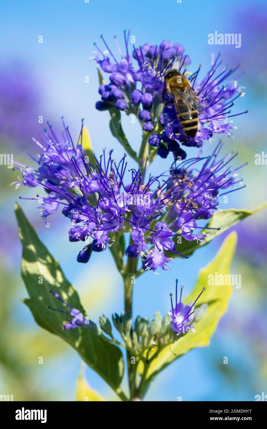 Honey bee in Caryopteris clandonensis Stock Photo