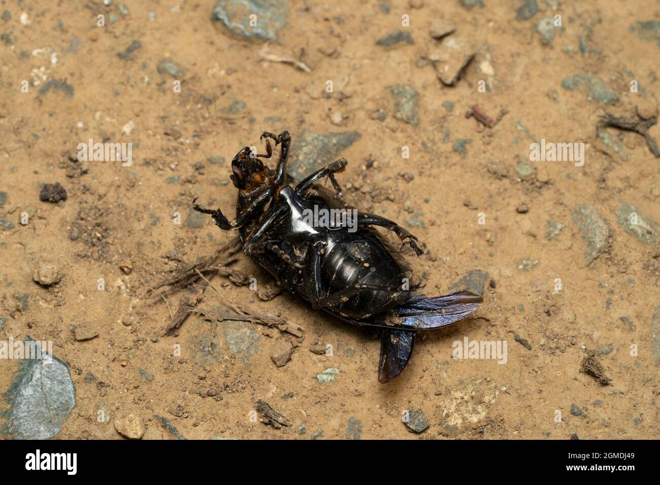 Kanabun Hi Res Stock Photography And Images Alamy