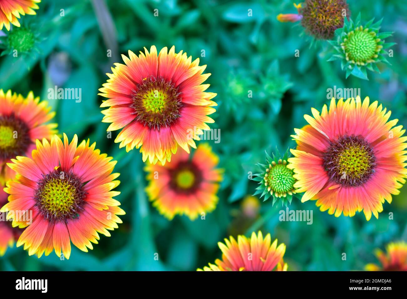 top view of Indian blanket sunflower Stock Photo