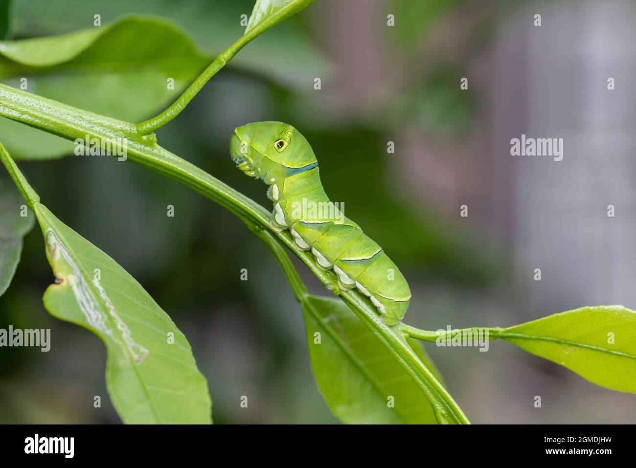 Papilio xuthus caterpillar hi-res stock photography and images - Alamy