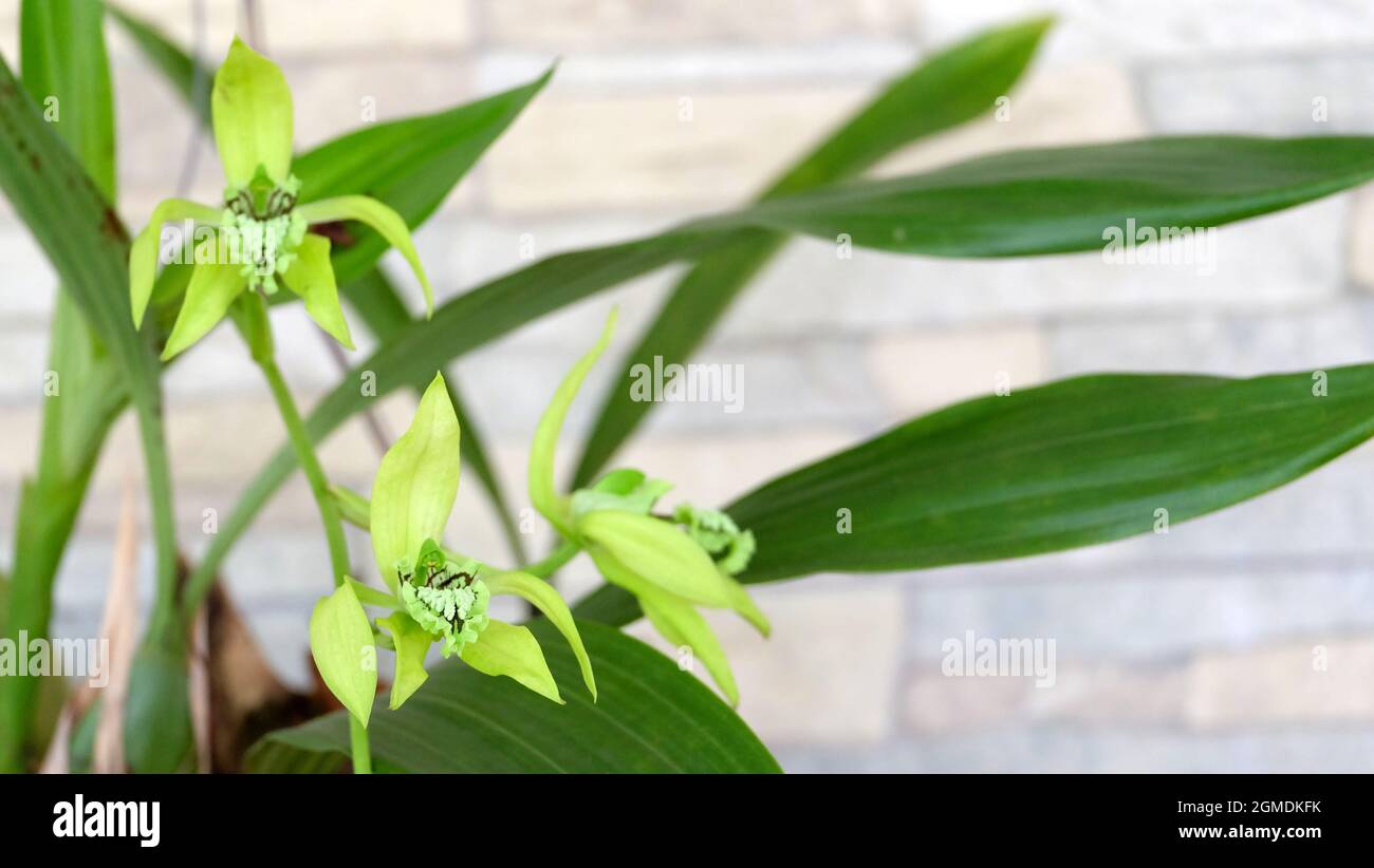 Closeup of green orchids, coelogyne pandurata, with 3 blooming flowers, with a bokeh stone wall in the background. Stock Photo