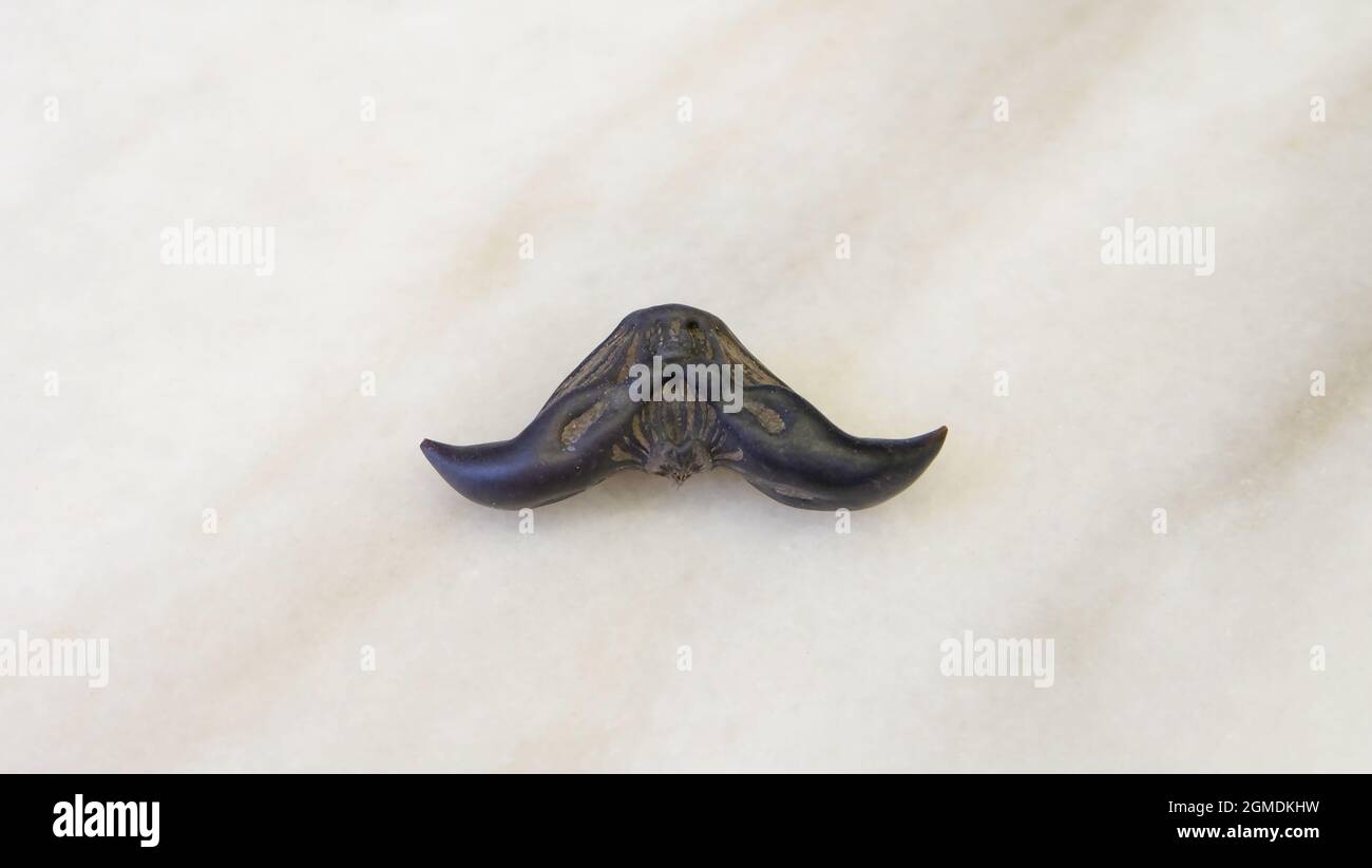 Flat lay of a single water caltrop, with the horns facing down in a mustache shape.  Water caltrop, also known as trapa, is an edible aquatic crop. Stock Photo