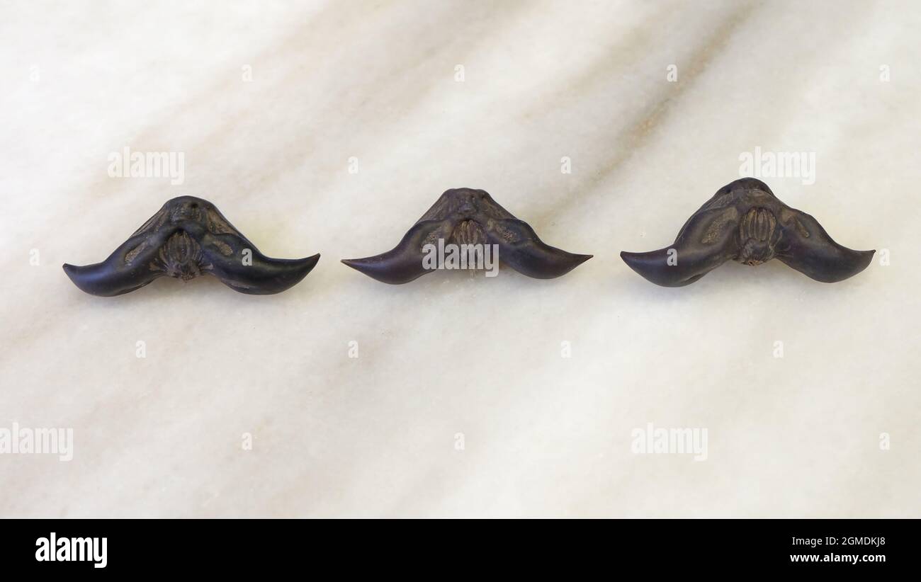Flat lay of three water caltrop arranged in a horizontal line, with the horns facing down in a mustache shape.  Water caltrop is an edible water crop. Stock Photo