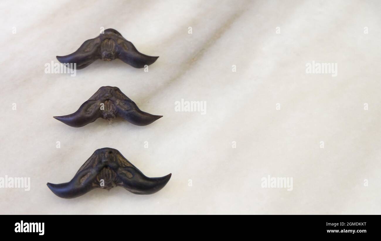 Flat lay of three water caltrop arranged in a vertical line, with the horns facing down in a mustache shape. Copy space on the right. Stock Photo