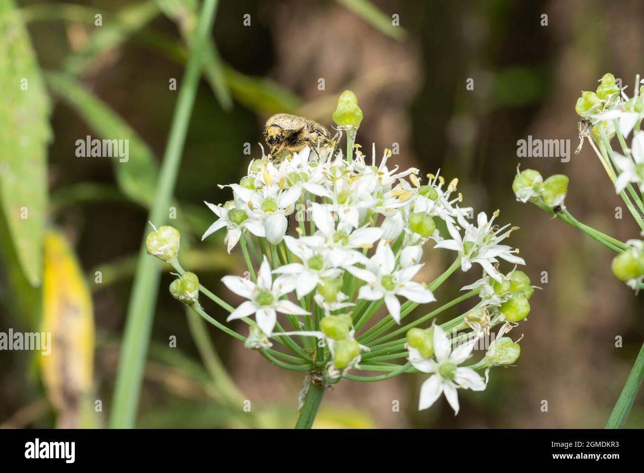 Gametis jucunda (Faldermann) on flower of garlic chives (Allium tuberosum), Isehara City, Kanagawa Prefecture, Japan Stock Photo