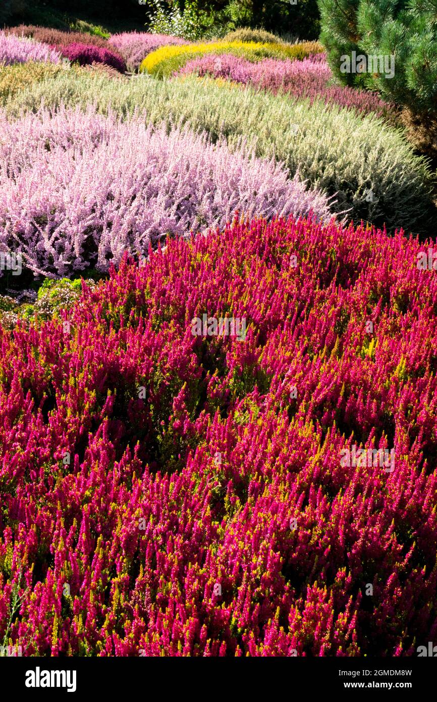 Beautiful mixed plants in autumn garden Ling Heather Red Calluna vulgaris 'Yellow Beauty' Stock Photo