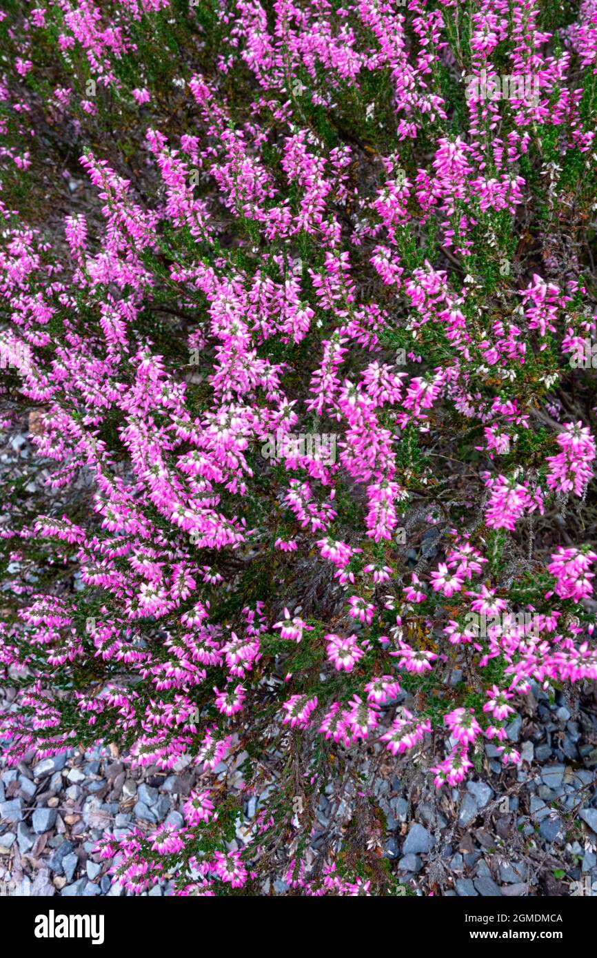 Common Heather Pink Calluna vulgaris 'Sussane' Stock Photo