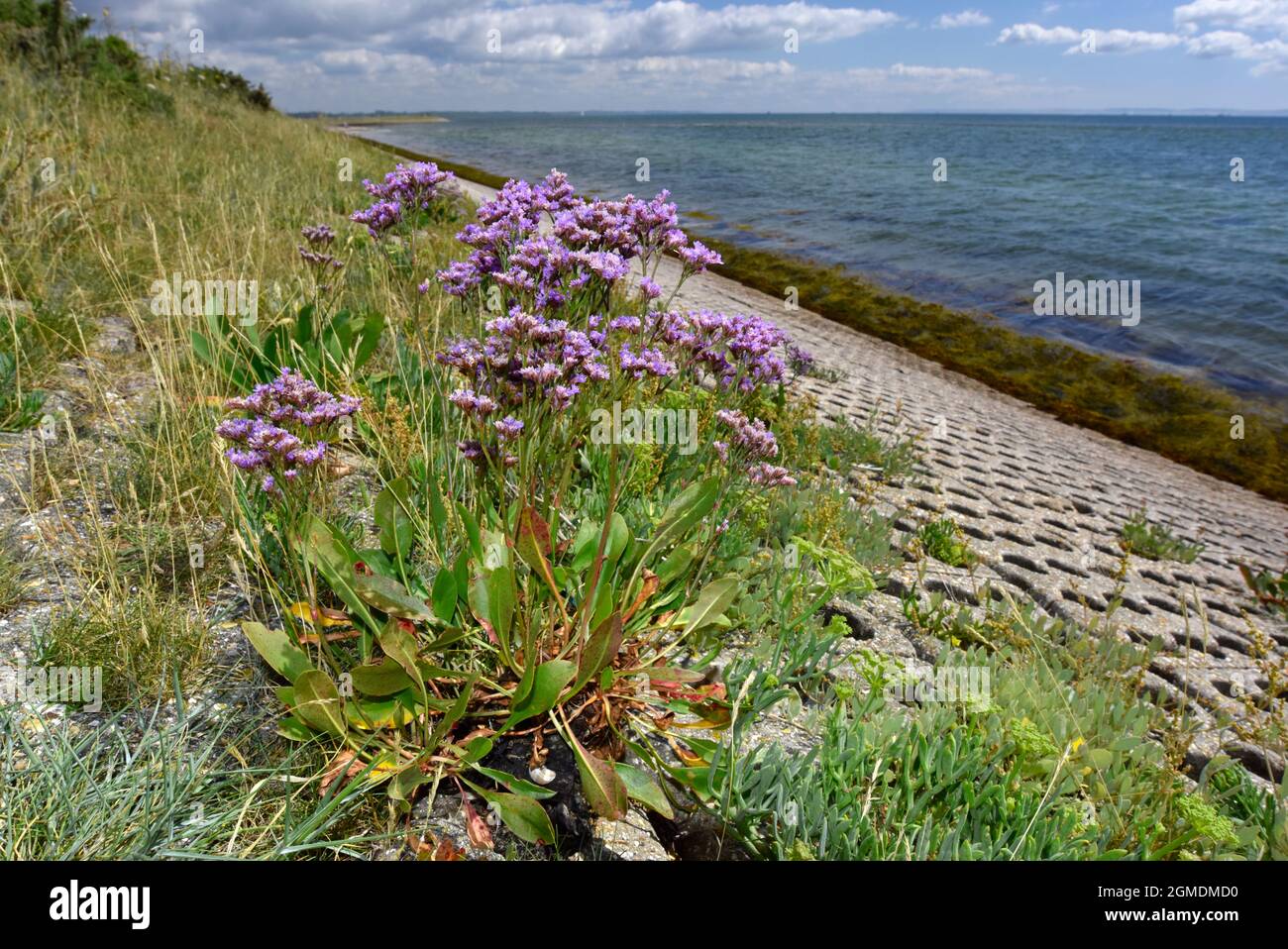 Common Sea-lavender - Limonium vulgare Stock Photo