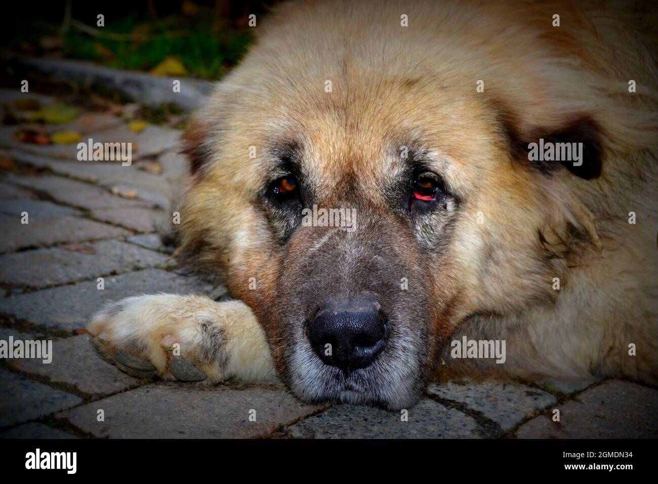 Senior Retired Kangal Shepherd Dog Portrait Stock Photo